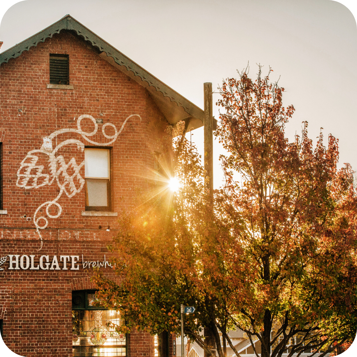 *🐂 Holgate Brewhouse: One-Off Big Hop Bomb Pack