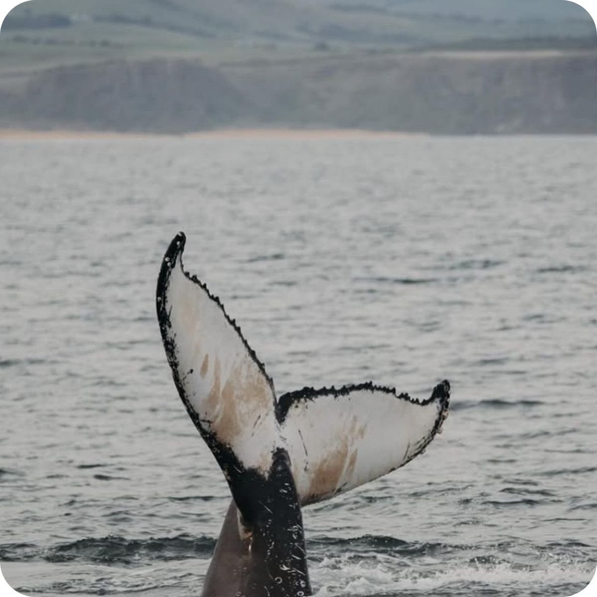 *Big Hop Bomb Brewery Tour™